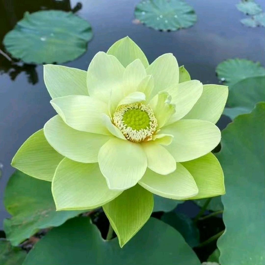 静等花开🌸🌷🌹