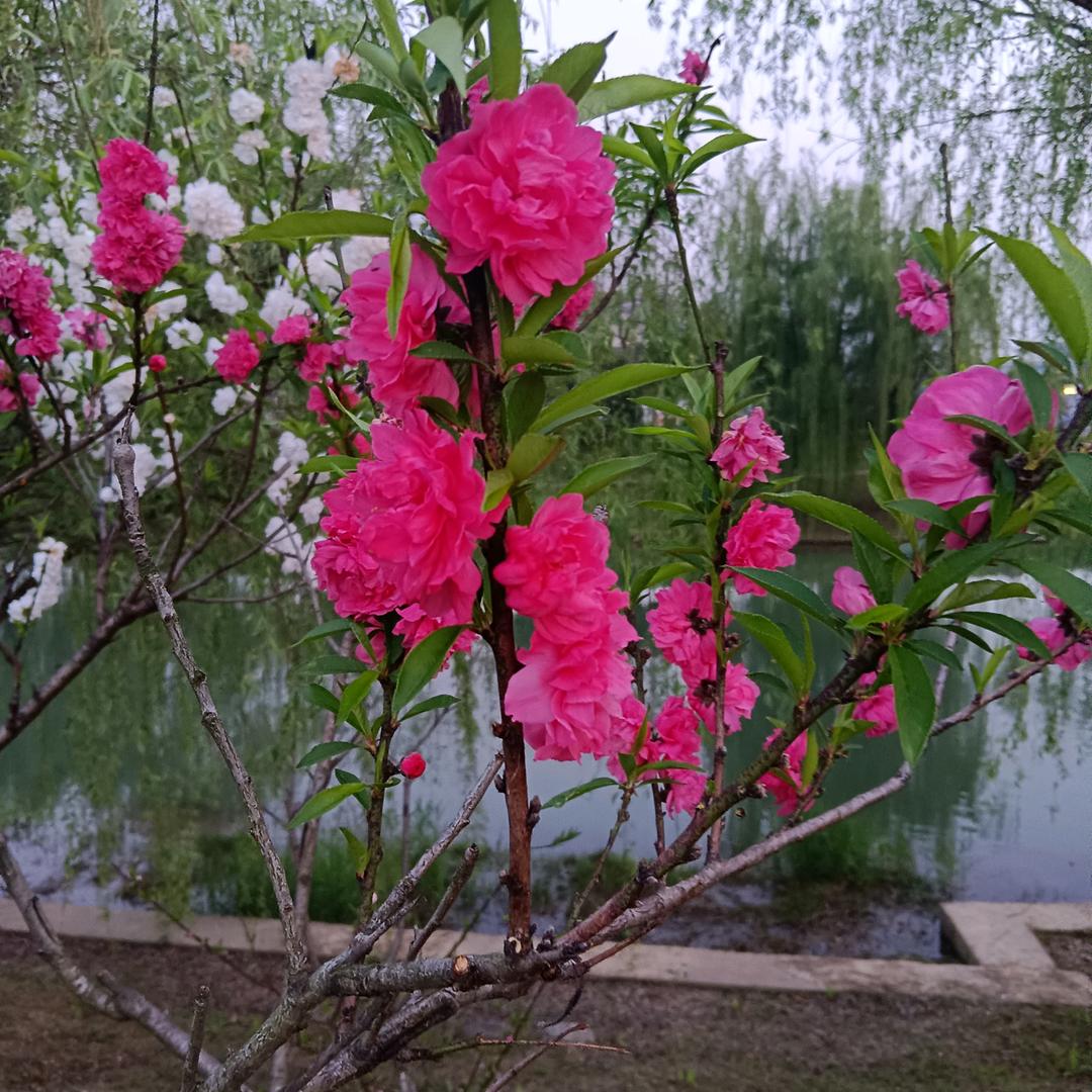 彼岸花🌺