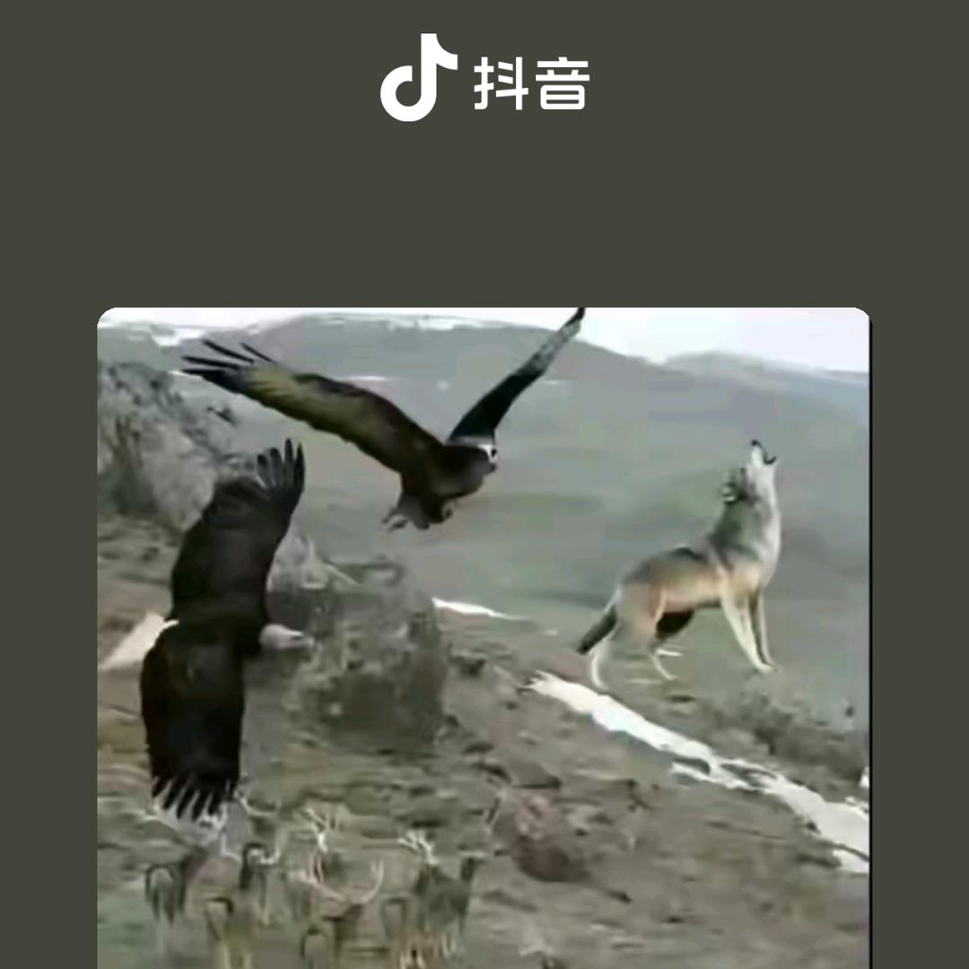 བོད། ། །