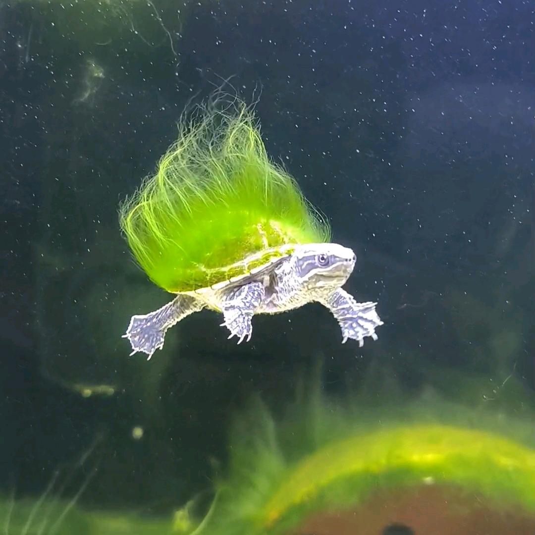 K J 的🐢