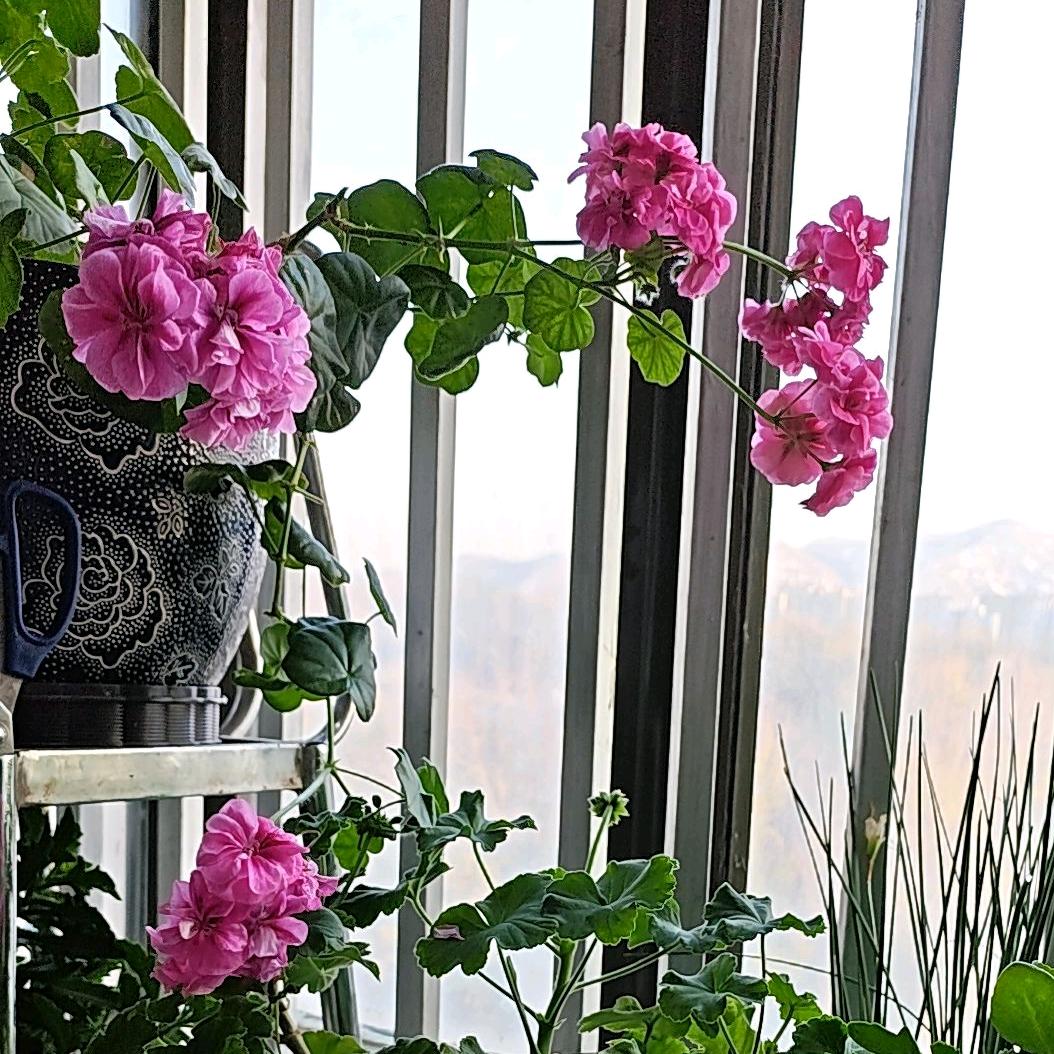 植彩堂/阿英养发