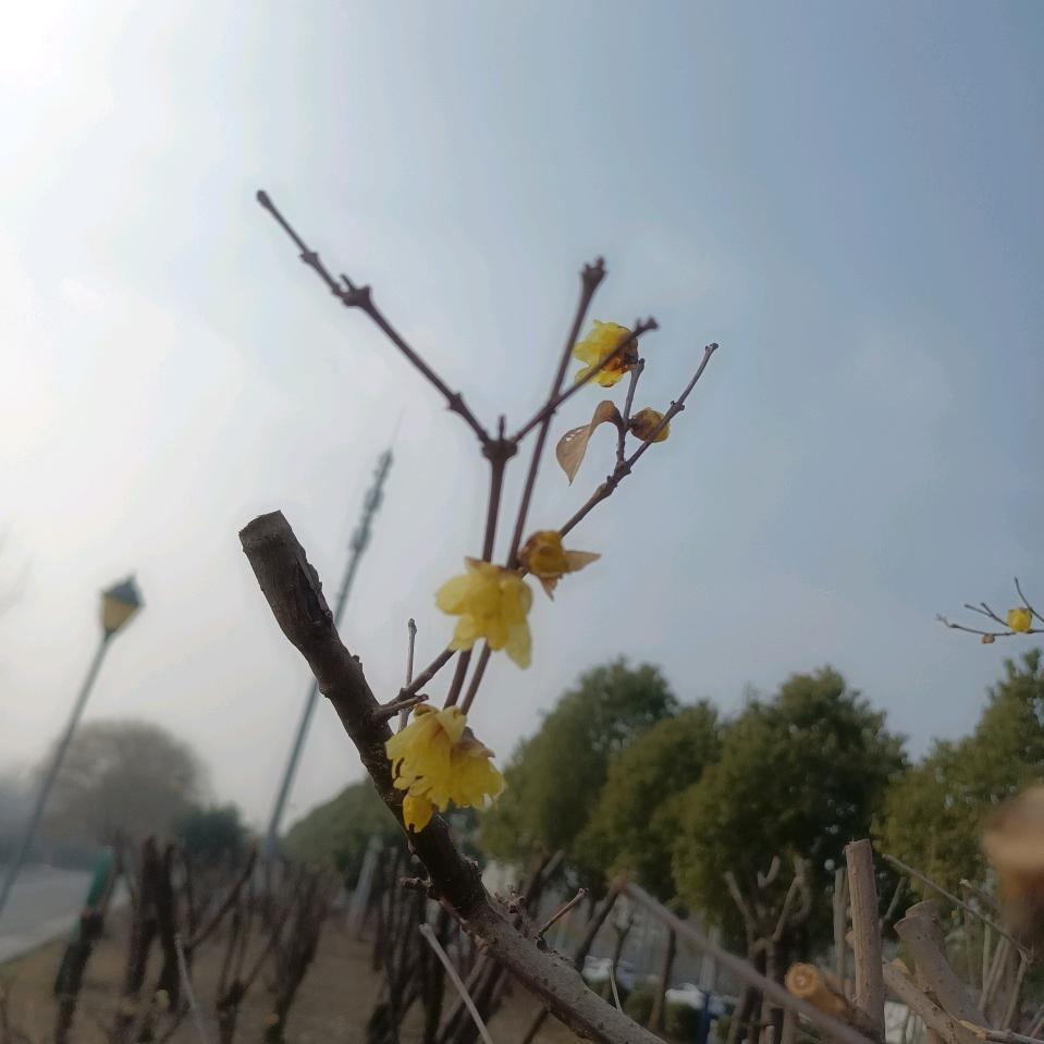 光山燕子(拒连赞)