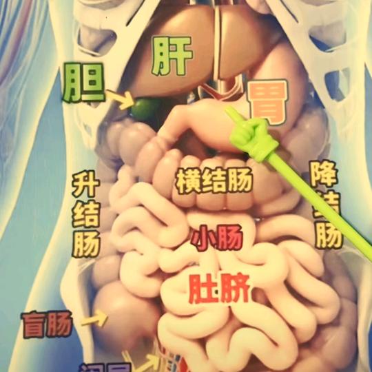 人体说明书