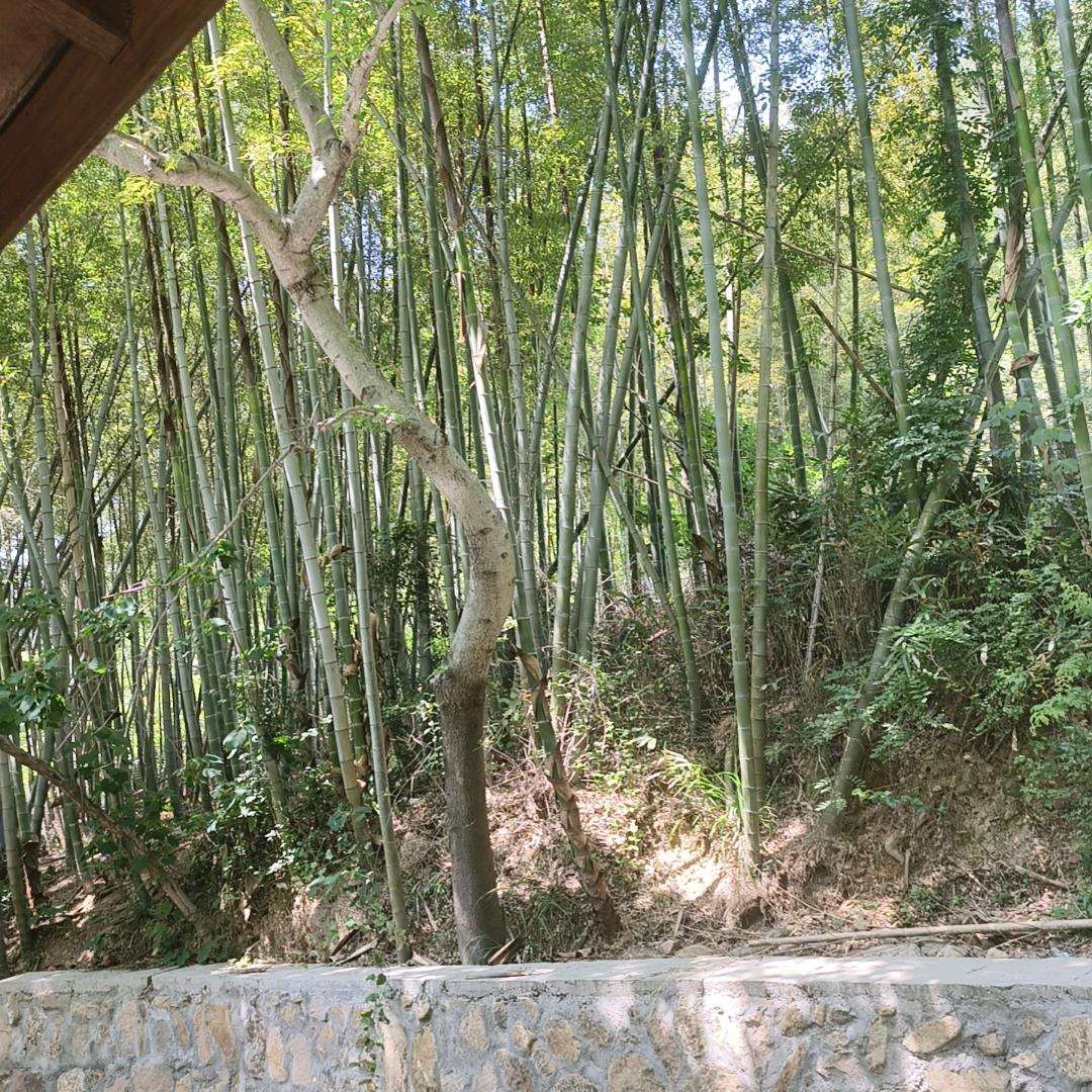 欣隆会所养生SPA(东邑家园店)官方号