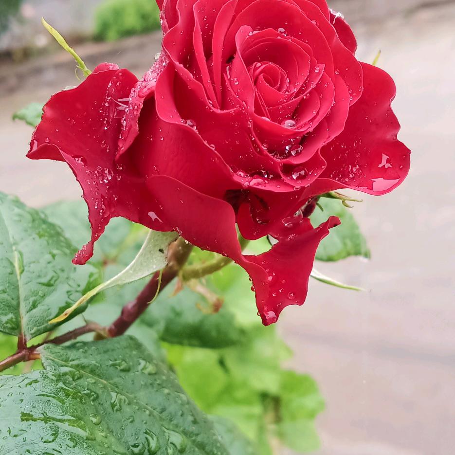 玫瑰花