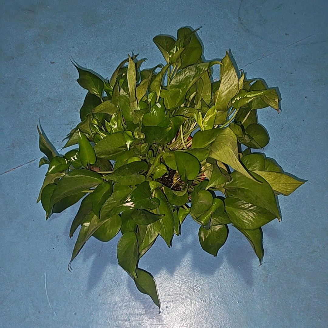 农村小张（4点直播）