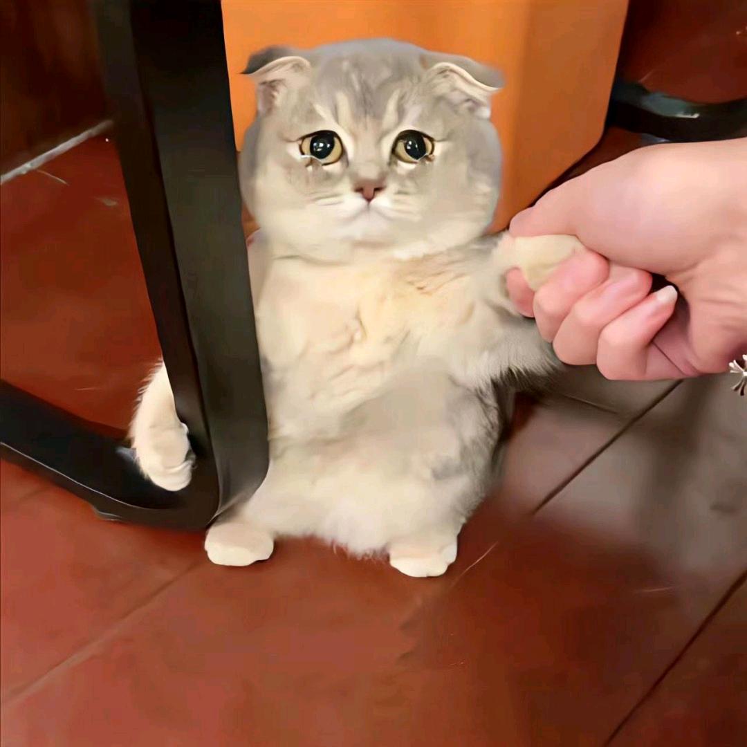 这是什么鬼头像