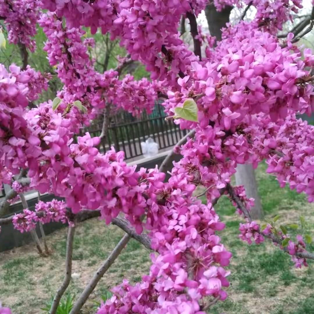 霸道女总裁(小号)3