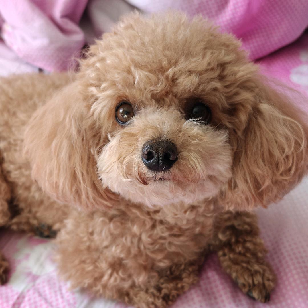 小狗旺仔🐶头像