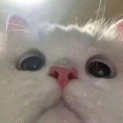 嘴哥