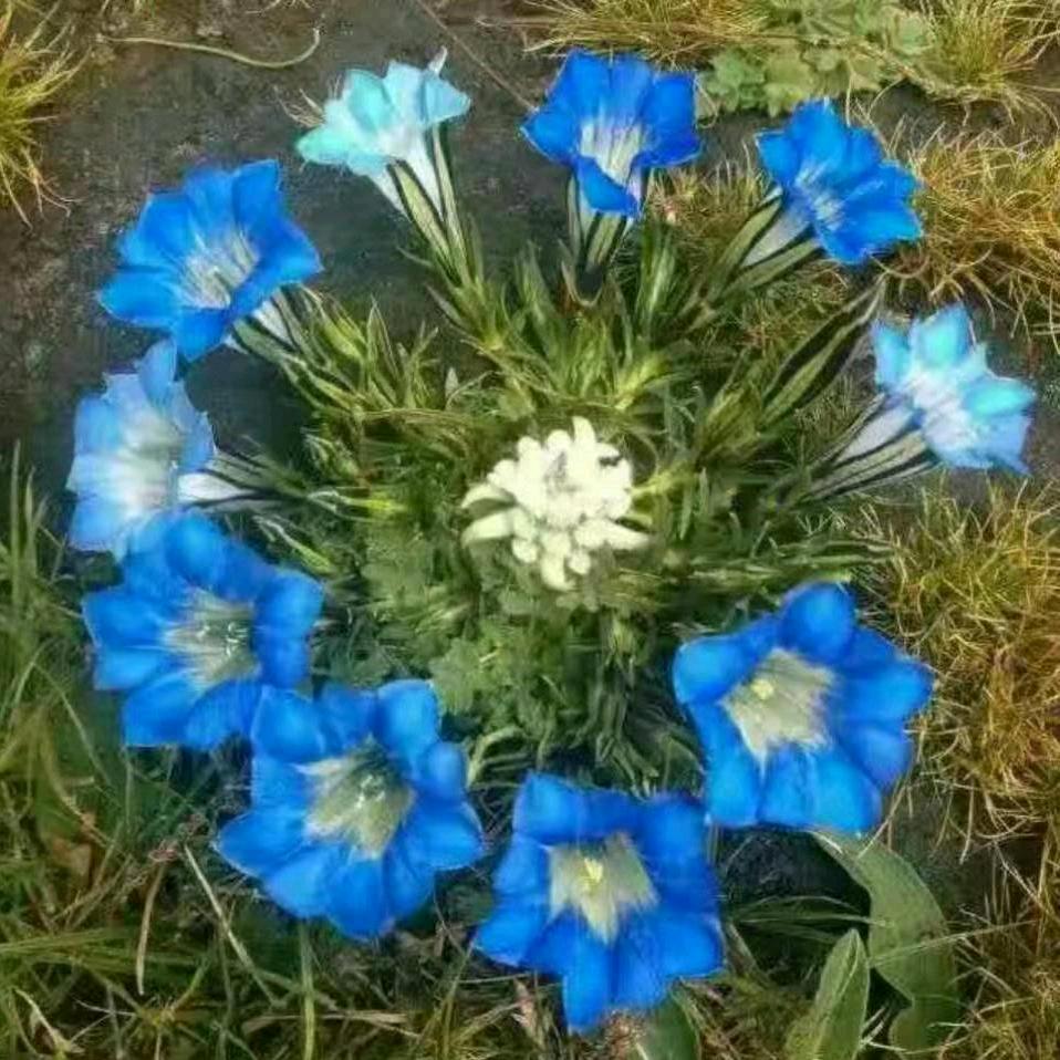 浪迹天涯（关赞必回）