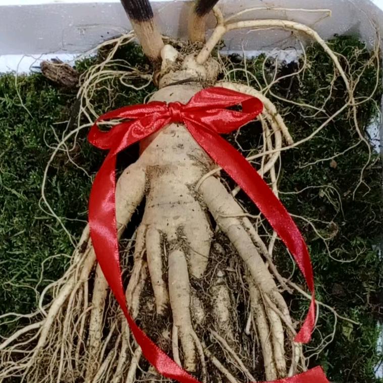 明明长白山特产行