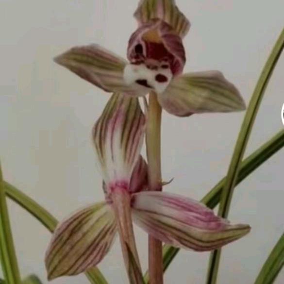 琨叔(我姓李)