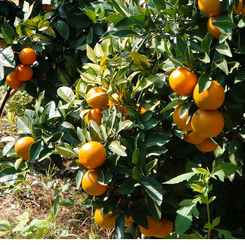 崀山脐橙果园
