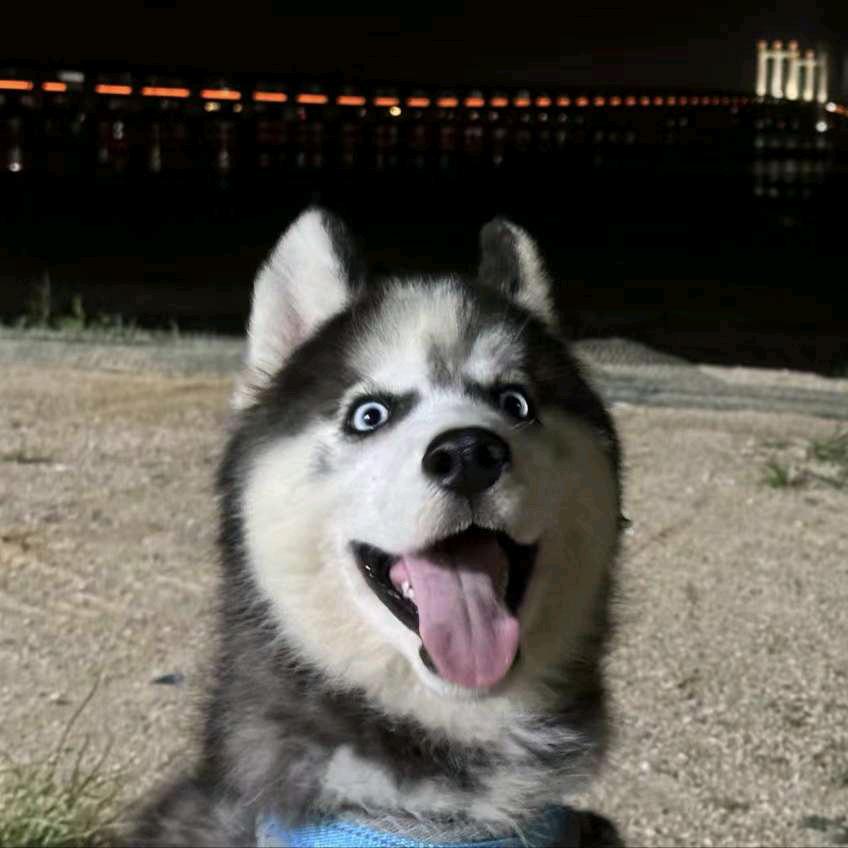 迟到的鱼