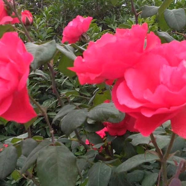 玫瑰花