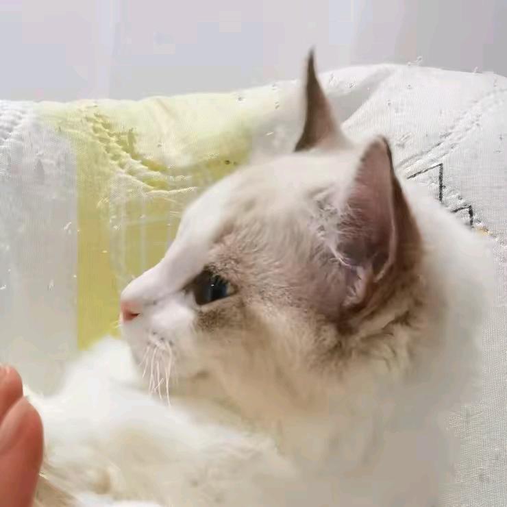 宠物用品诚信批.发