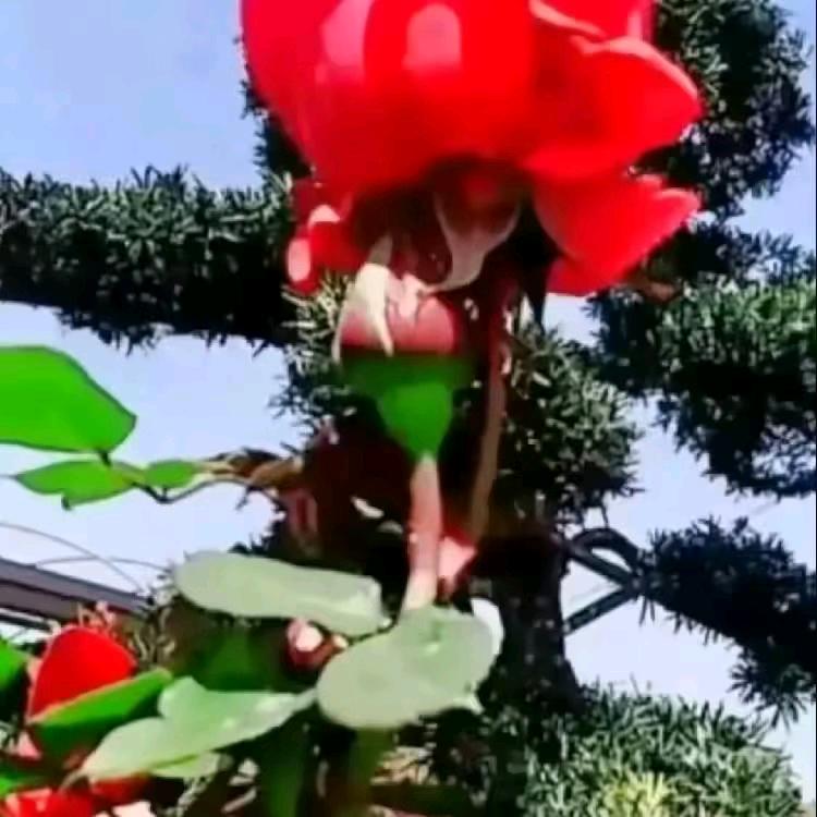 李义