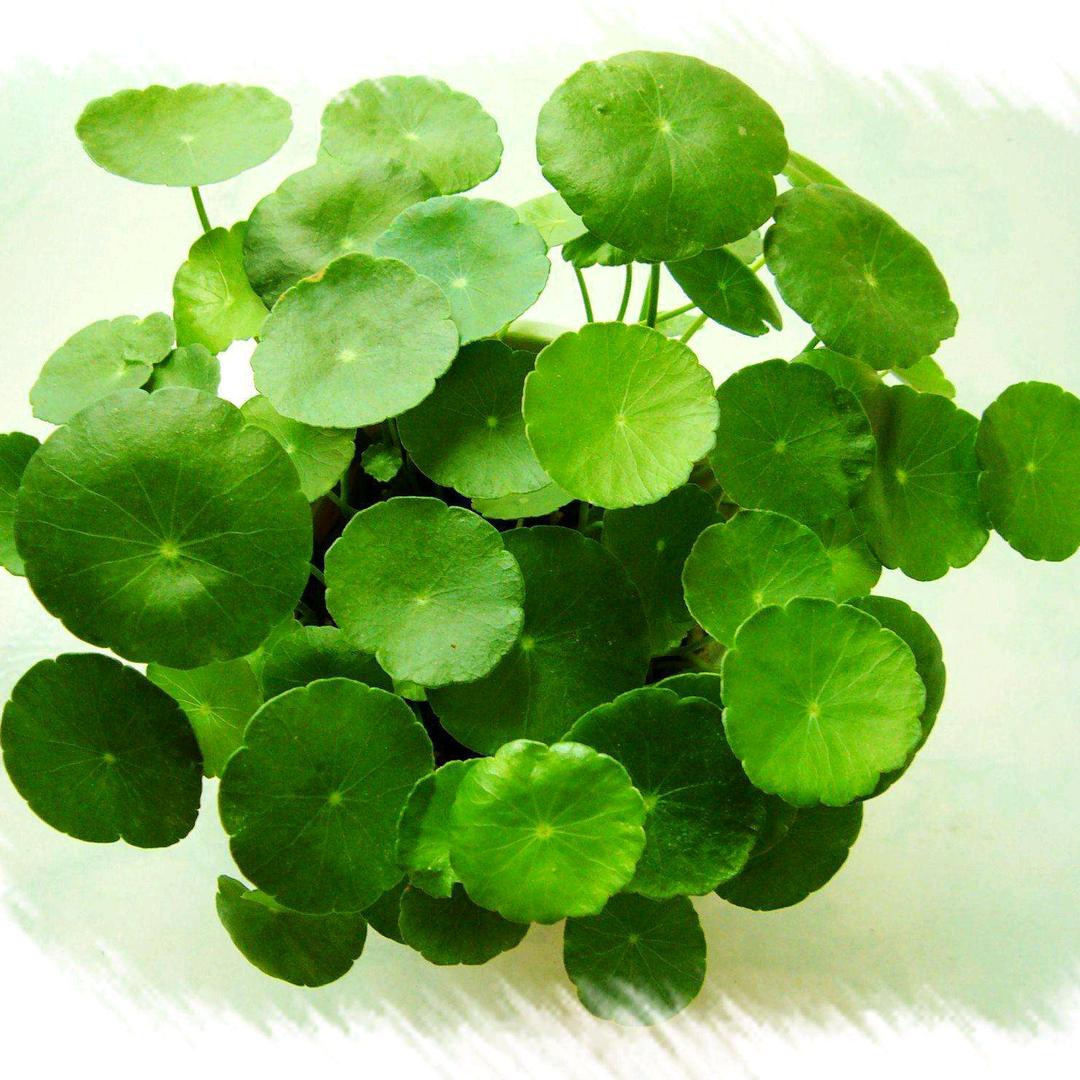 广西🍀叶子