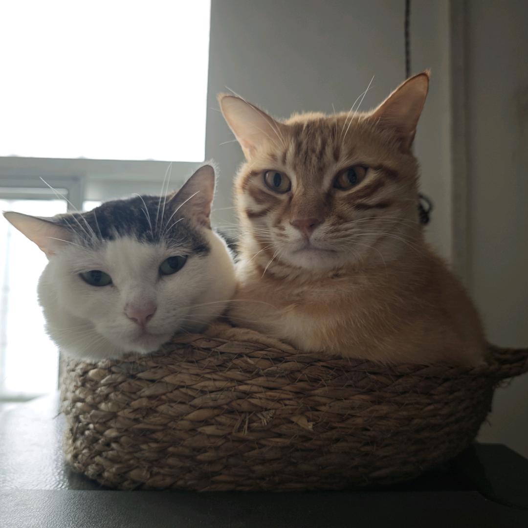 夶夶姐姐和面包弟弟