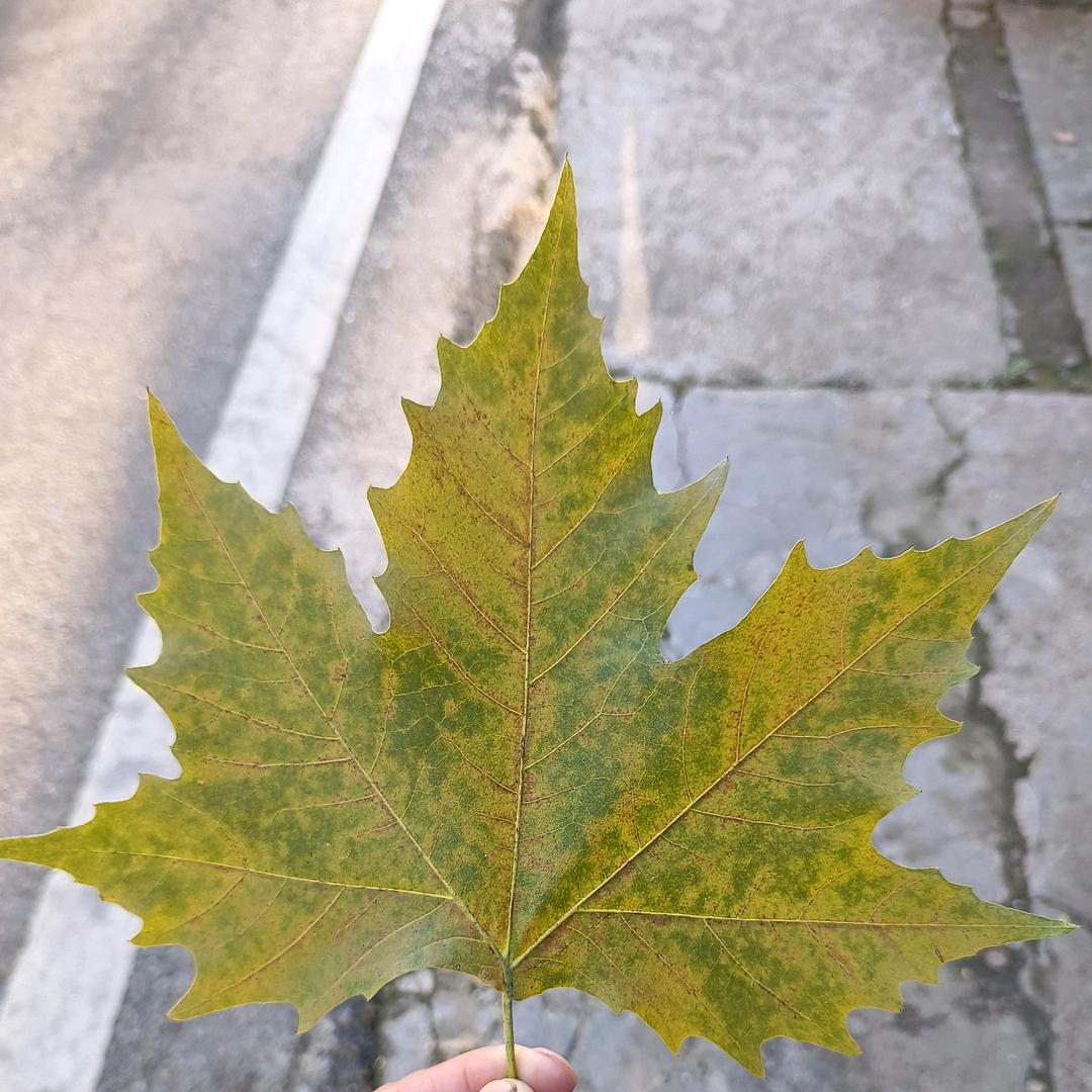 圆梦忄(凿玉)
