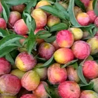 单身小白兔白又白两只耳朵竖起来....∴