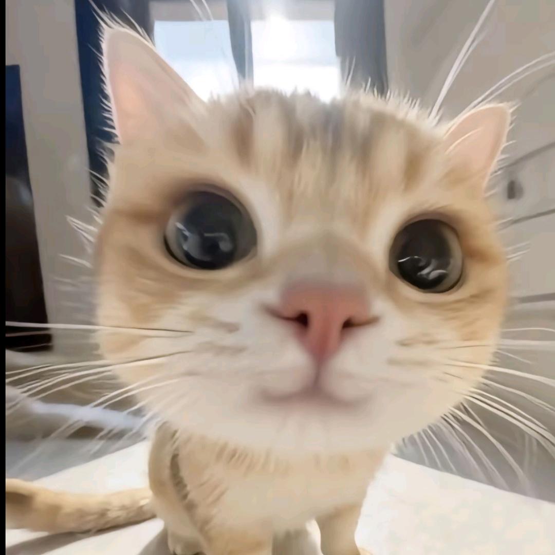 小猫心事^⦁᎑-^ ੭