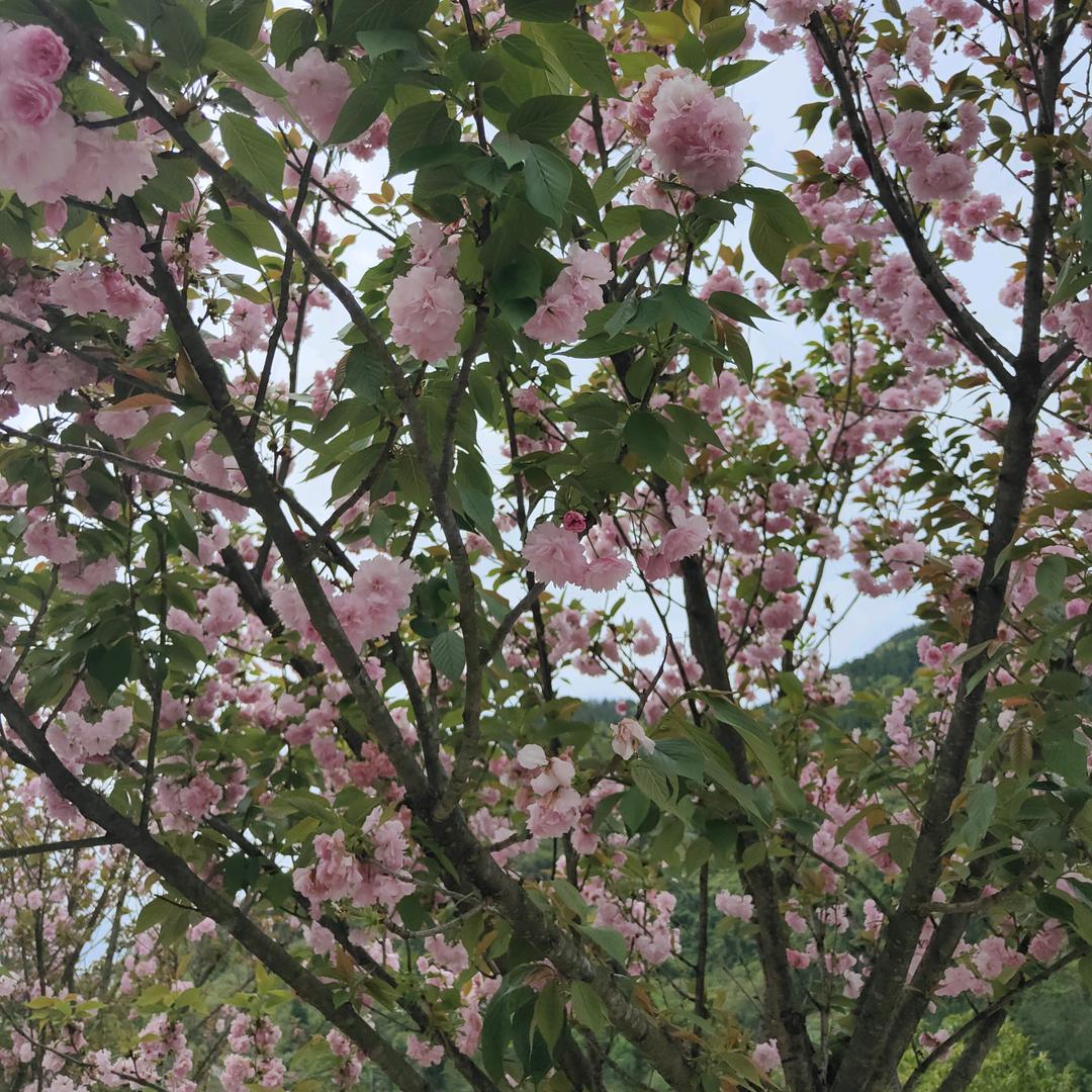 一生有你 (-^〇^-)