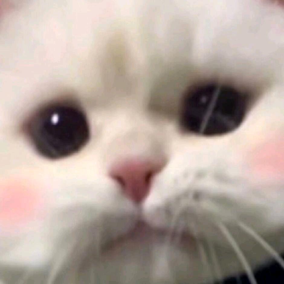 宁油猫饼