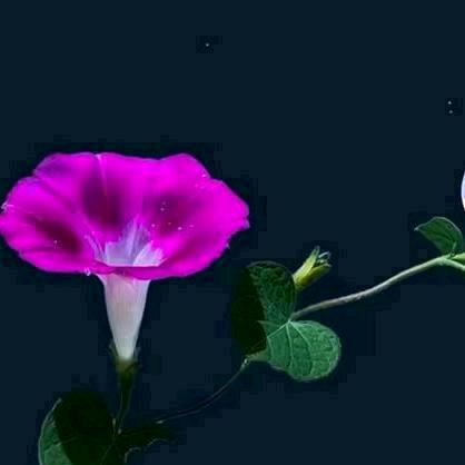 百花齐放