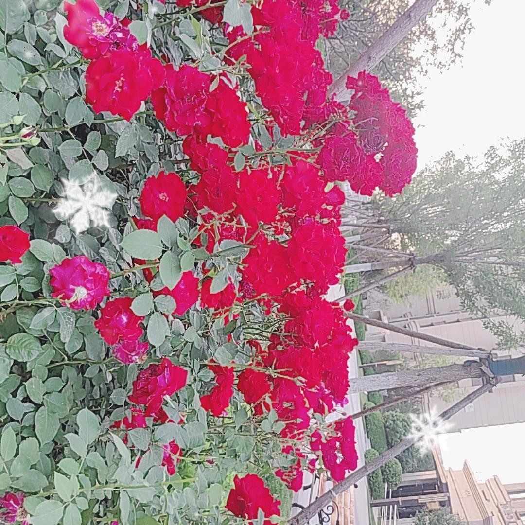 玉迪