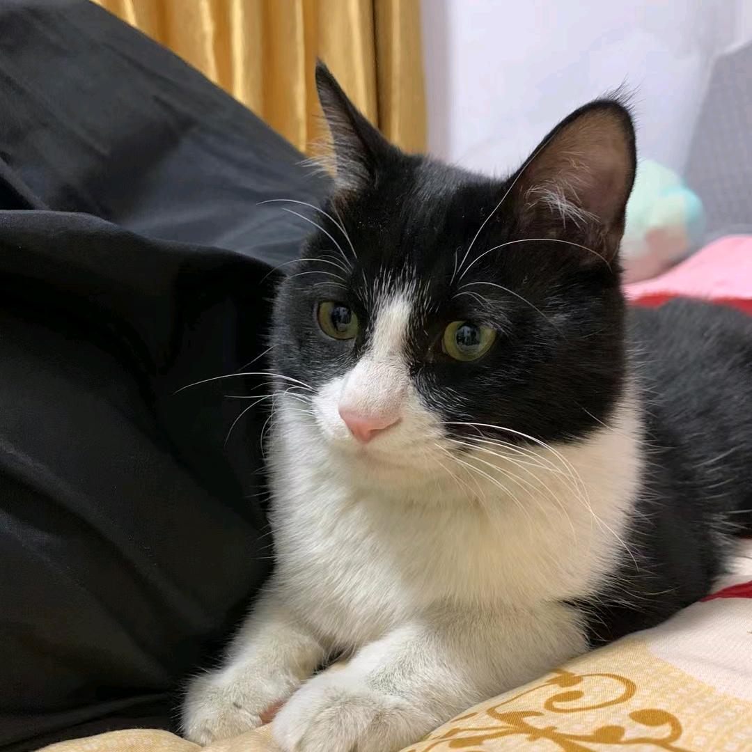 紫薯鱼