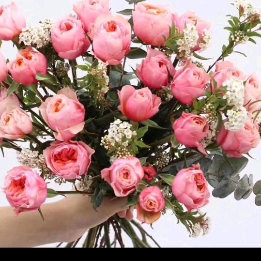 小龙花
