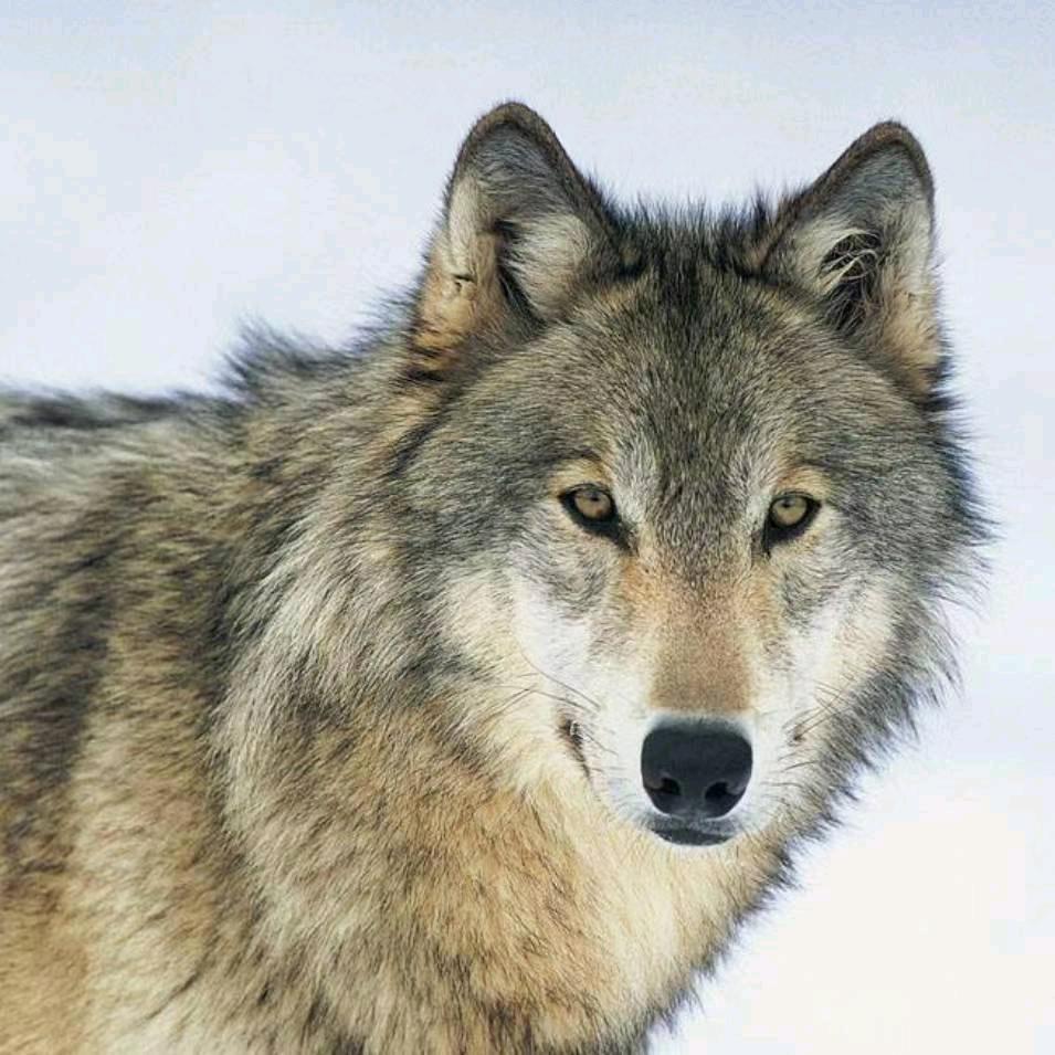 大肥…狼🐺