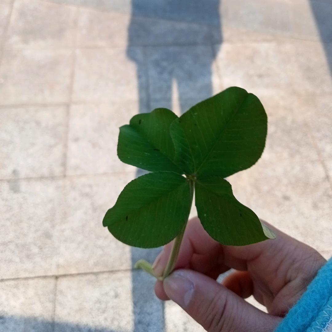 你若一直在我便一直爱