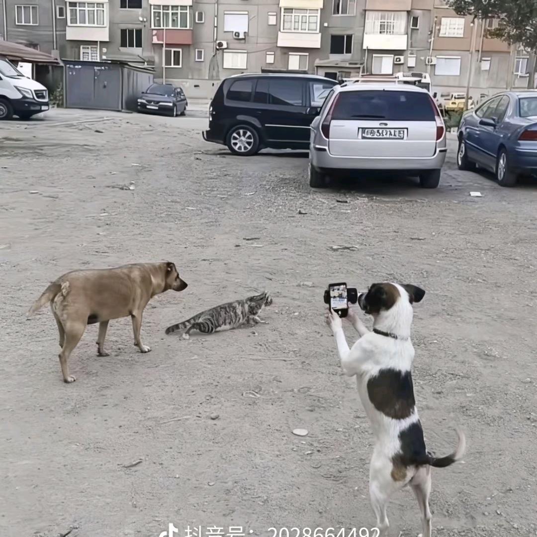 科隆丝绸了路不丁奶茶