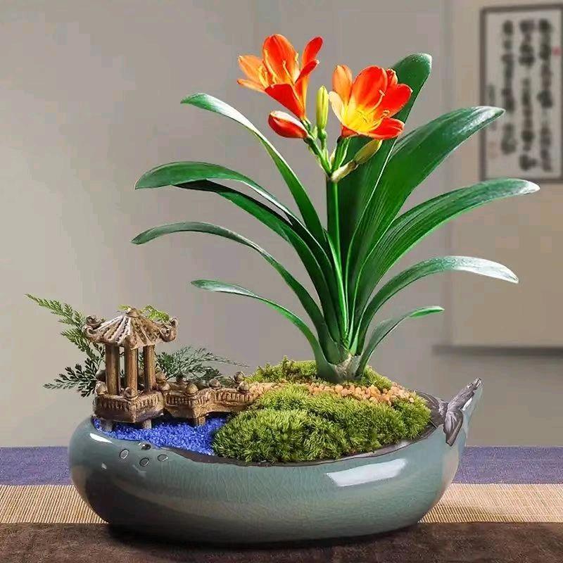 姜糖妹
