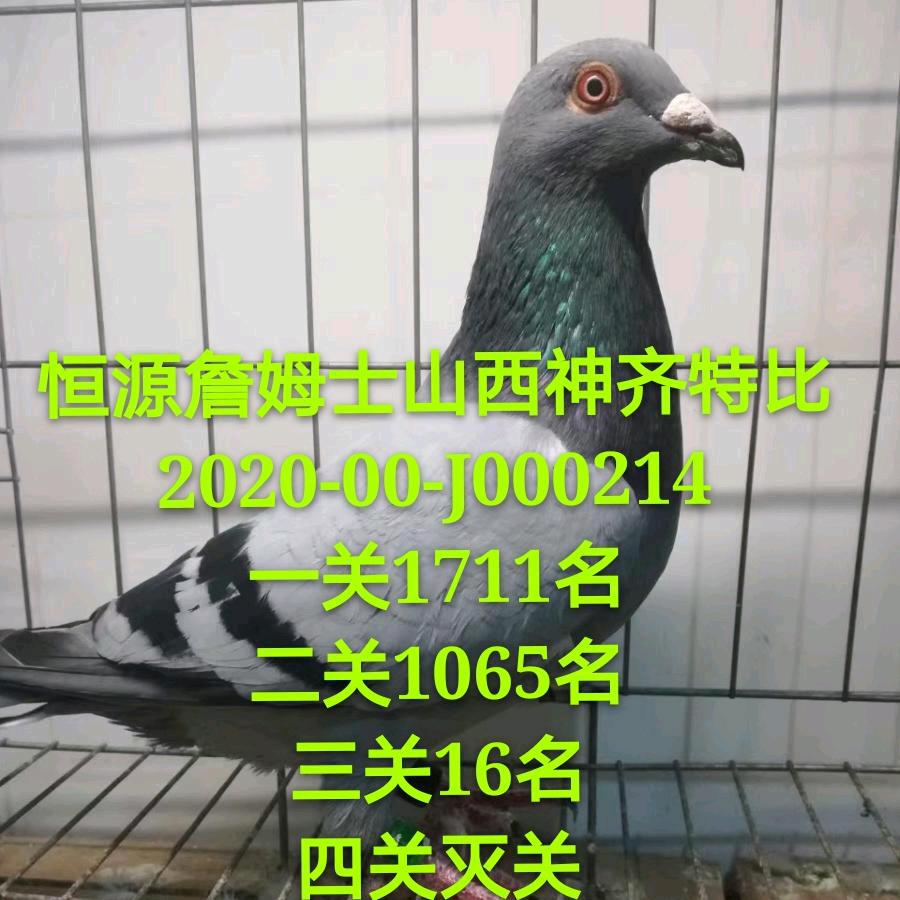 建磊宠物天落中转站