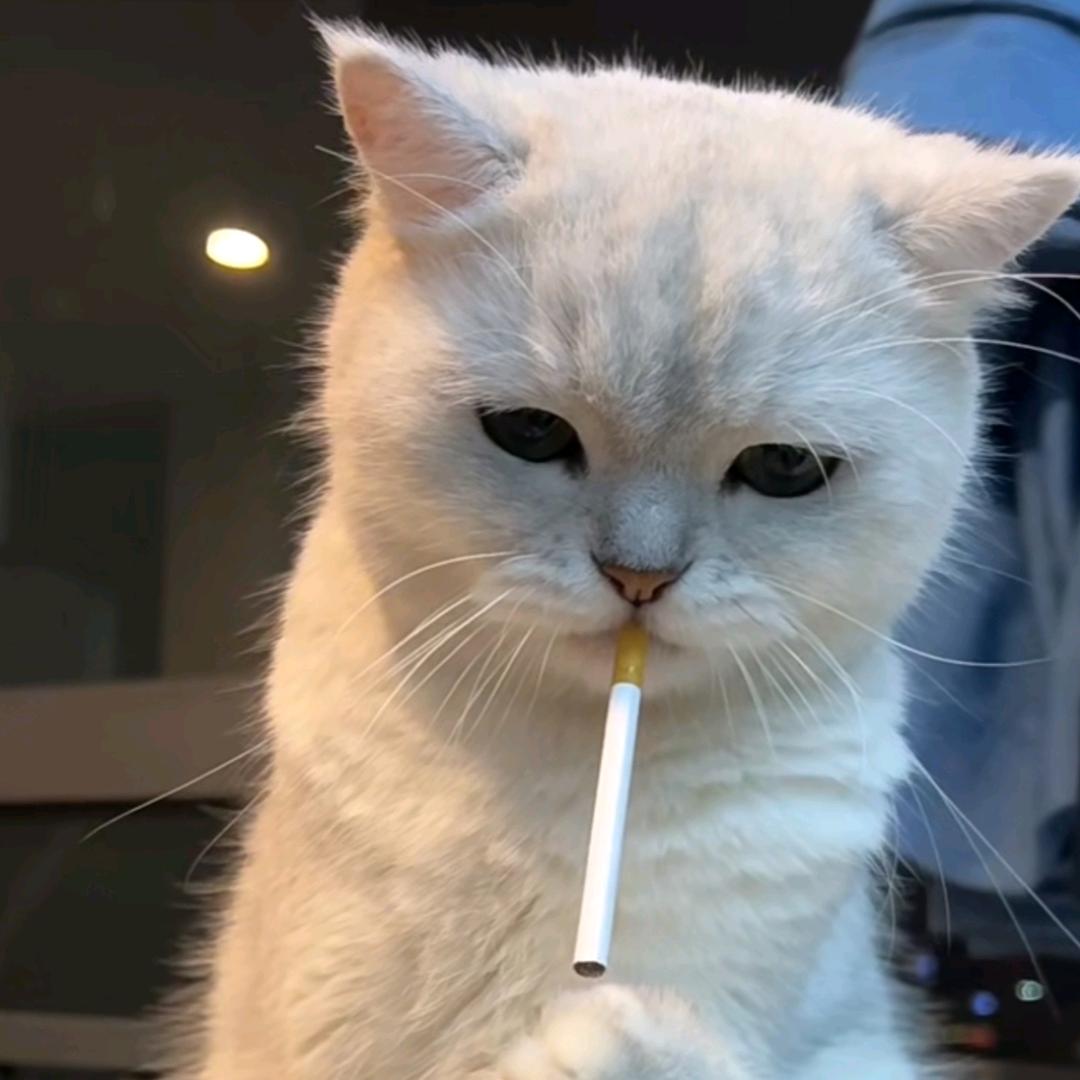 🌈小熊猫.🎆