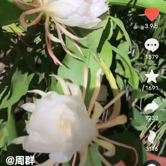 兰姐