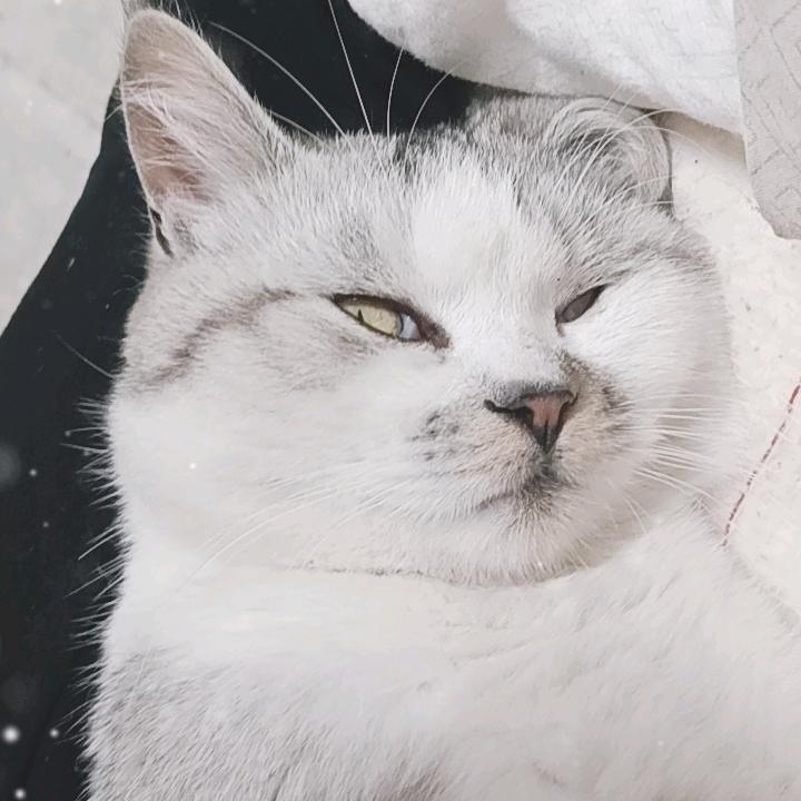 钟琴