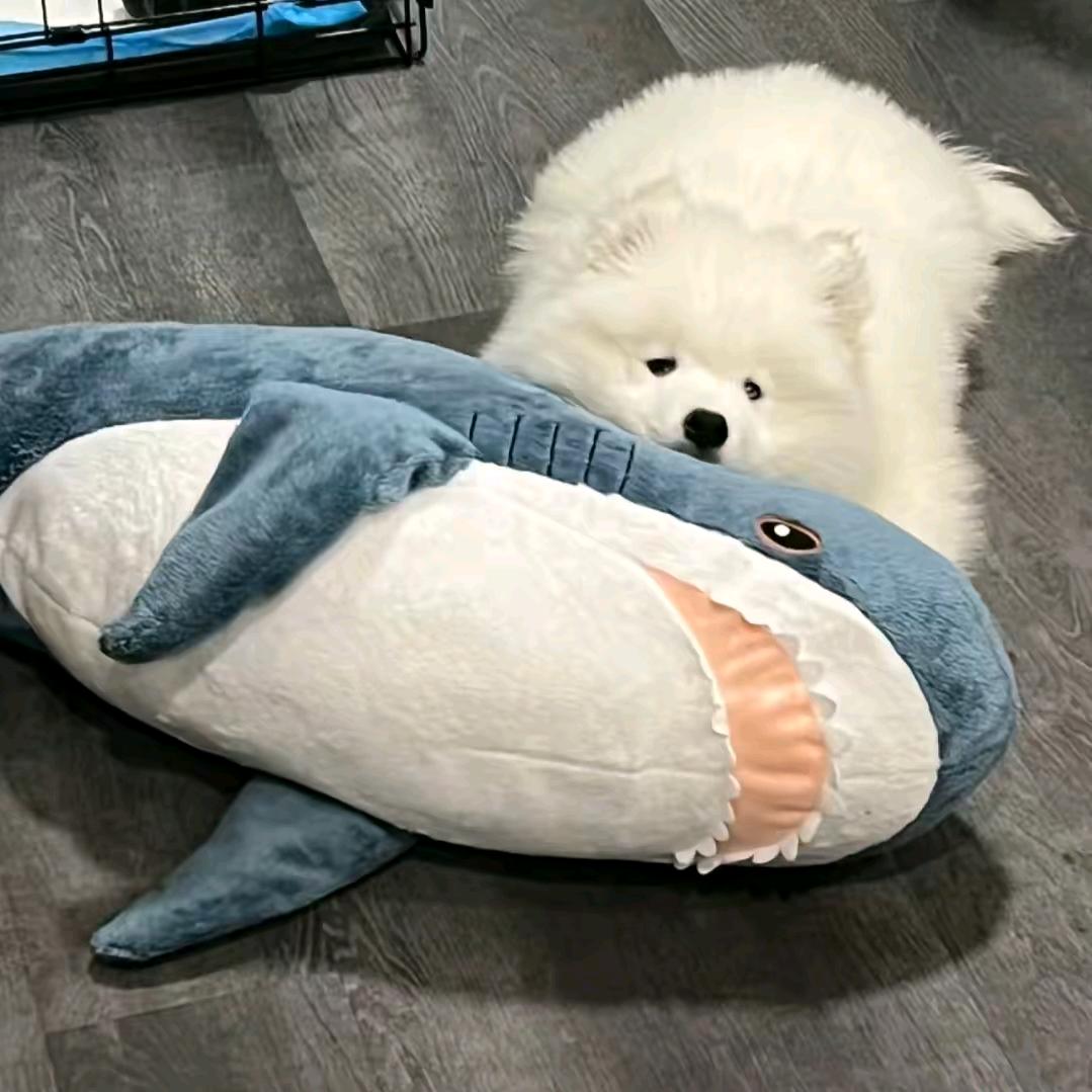 小豆包健康涨球