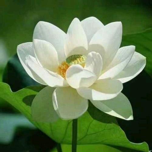 潘玉菊