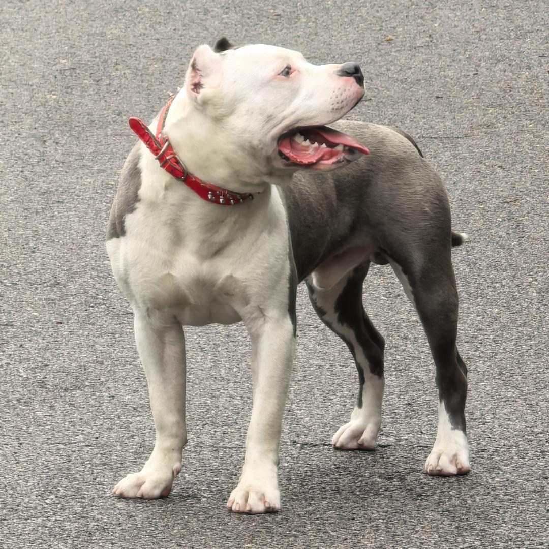 宠星乐园（斯塔福）