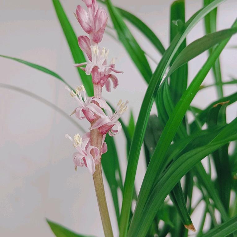 丽芳