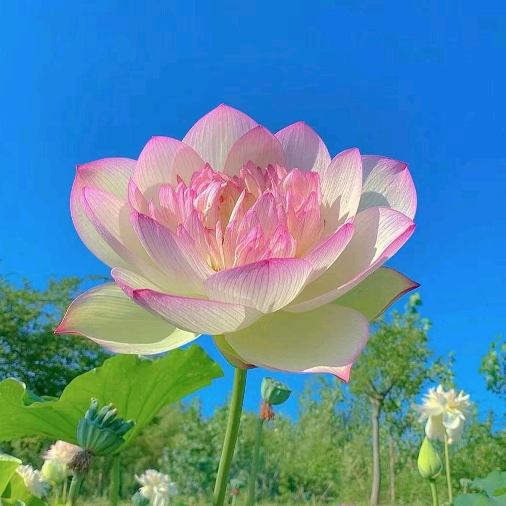 豆花