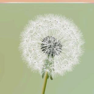花木含英