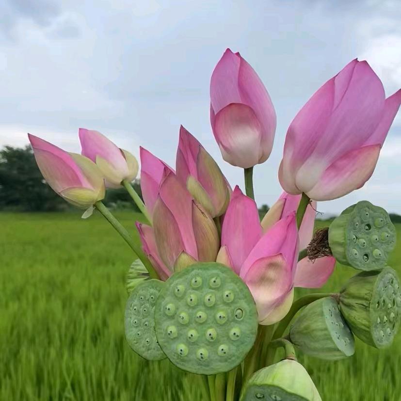 华中楚园草业