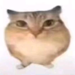 ^抽象主播