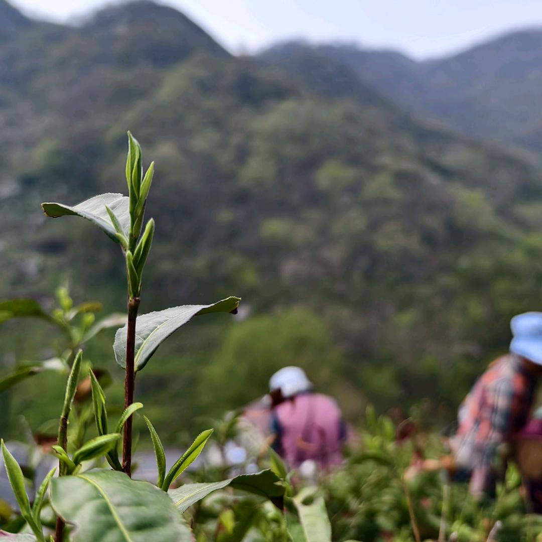 红石门信阳毛尖